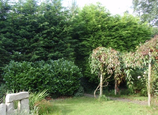 Townscape Tree surgery works